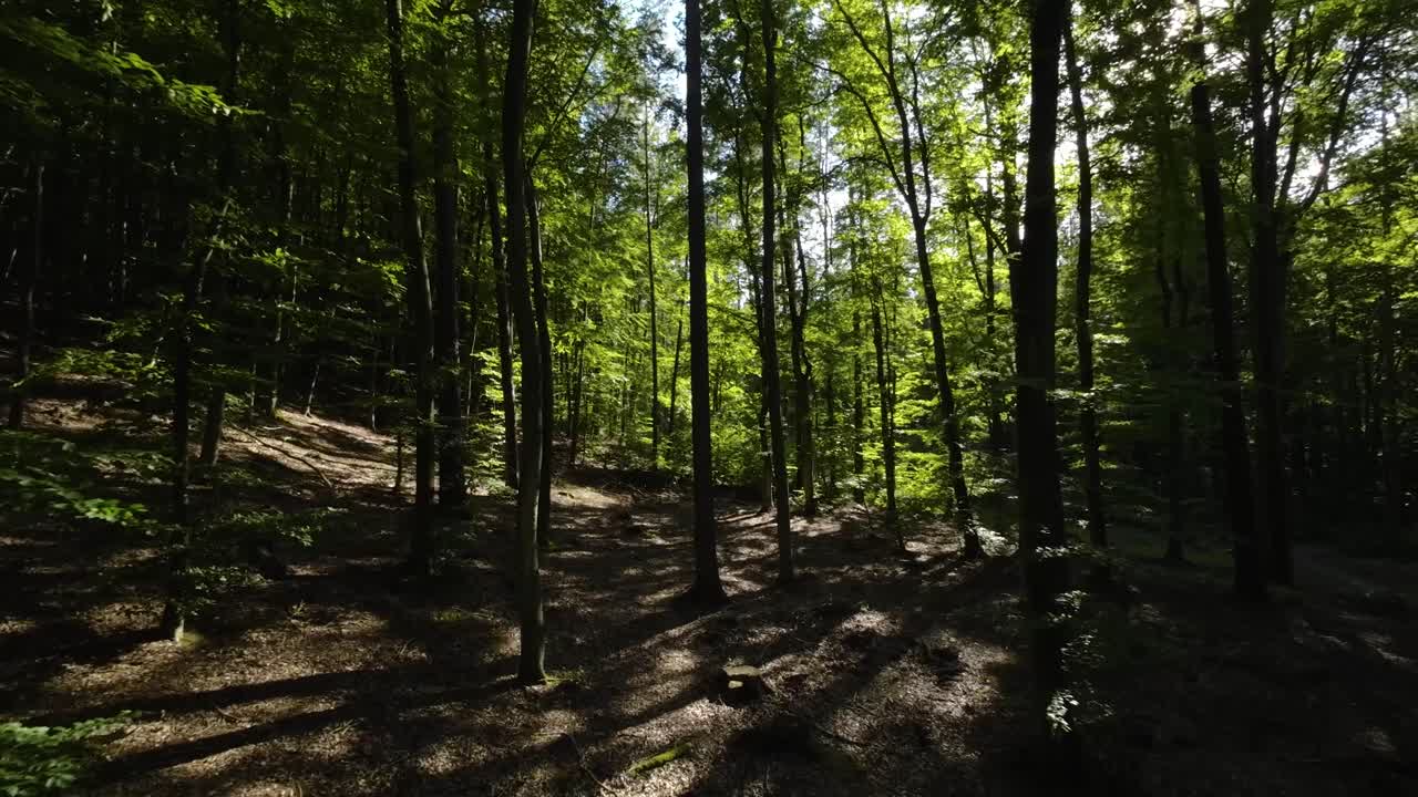 transmisión de luz solar sobre densos árboles forestales durante la mañana soleada