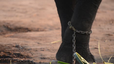 close up, sumatran elephant with foot chained as tail wags across frame