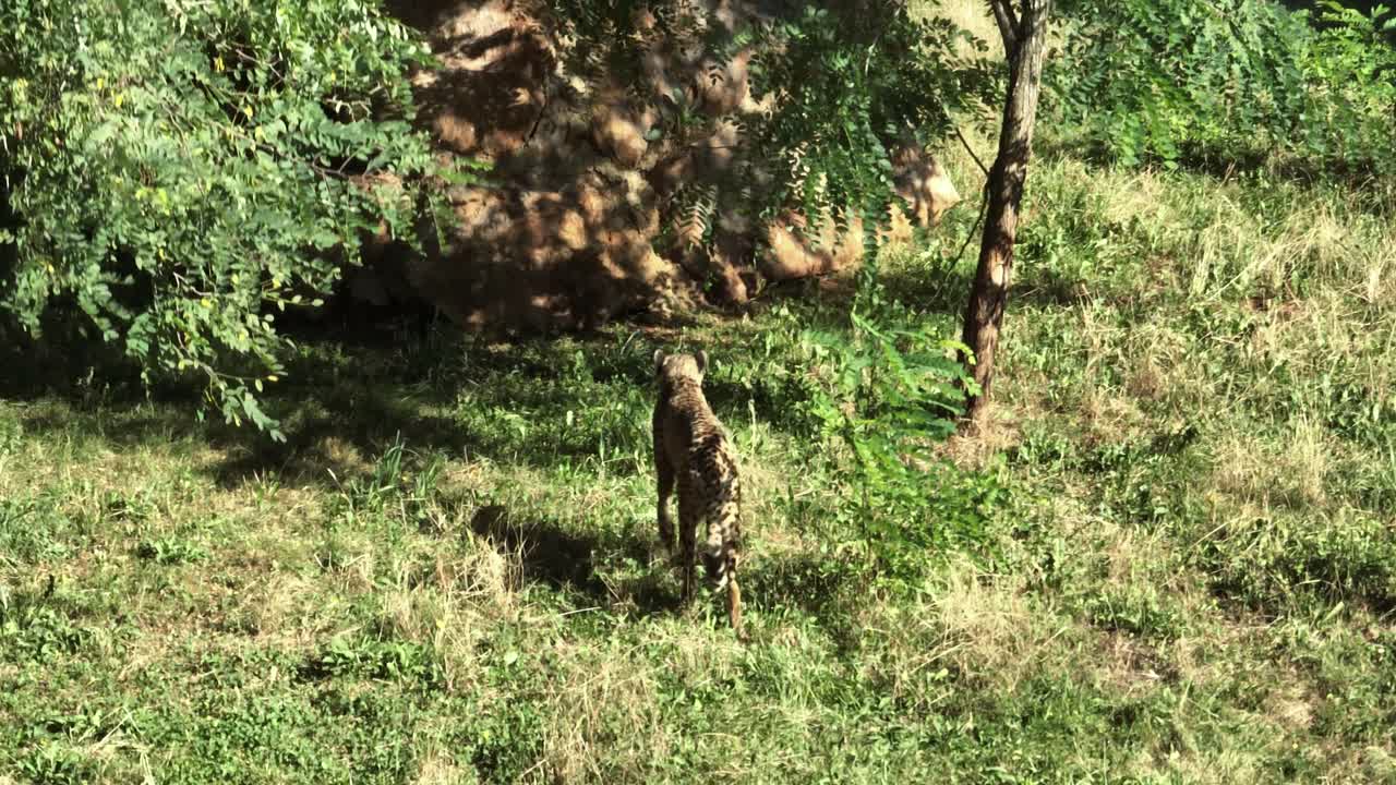 guepardo caminando en un campo de hierba con árboles para descansar a la sombra durante un día caluroso y soleado