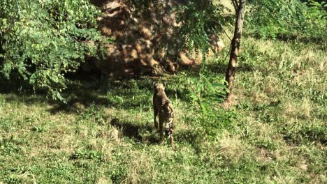 cheetah walking in a grassfield with trees to rest in the shade during a hot sunny day