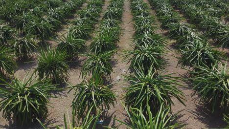 vista de drones de plantas de fruta de dragón en bagan lalang, sepang, malasia