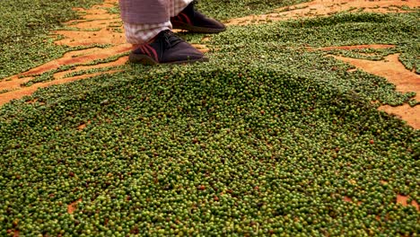 Spreading-the-green-peppercorn-pepper-with-a-rake-so-it-can-dry,-low-angle-front-view