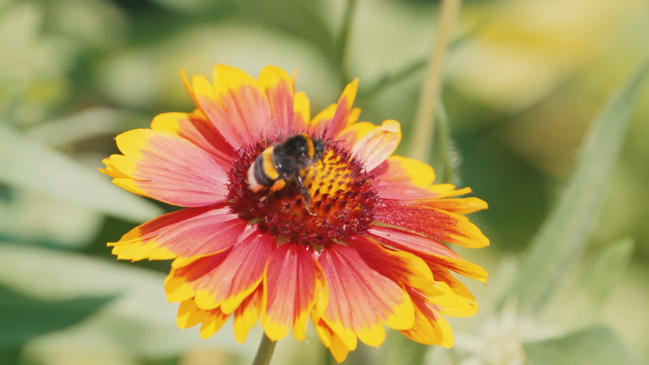Bumblebee ballet on a cockade flower, a mesmerizing dance of nature's pollination in a vibrant garden