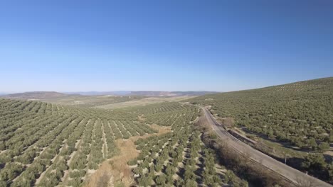 Un-Vuelo-Paralelo-A-La-Carretera-Que-Discurre-Entre-Interminables-Olivares-En-Las-Colinas