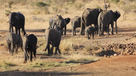 herd of african elephants moving from a waterhole, kruger national park, south africa