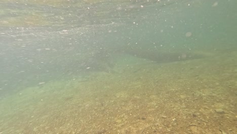 underwater riverbed with roots and debris