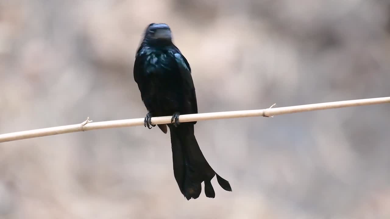 волосатый дронго или волосатик - это птица в азии из семейства dicruridae, которая была конспецифична с dicrurus bracteatus или пестрым дронго, в котором их бывает сложно отличить друг от друга