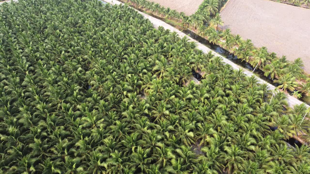 공중 전망 드론이 큰 코코 ⁇  숲 위를 날아다니고 있다