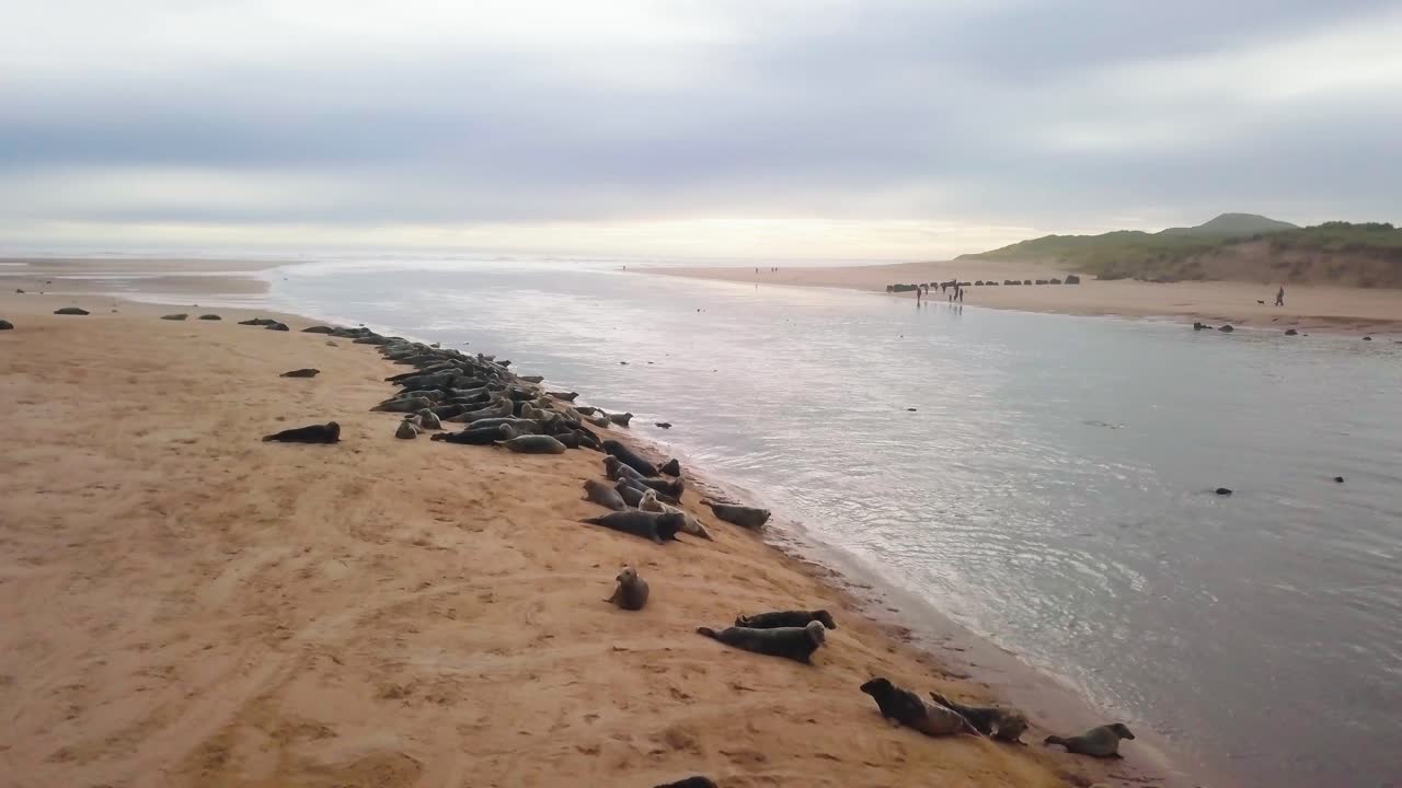 Seals lounging on a sandy beach near water, with a peaceful, tranquil mood in Scotland