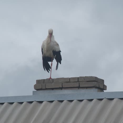 crane family on the roof