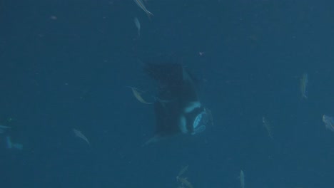 mantarays, mobula alfredi feeding in german channel in palau, divers below