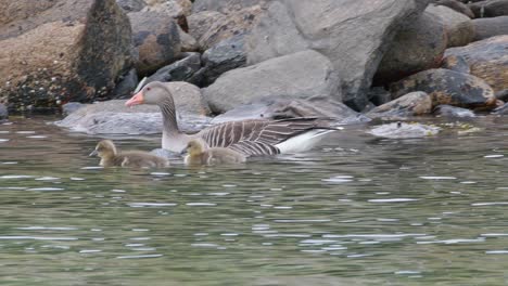 wild mother greylag goose swims with her very young offspring in a pond