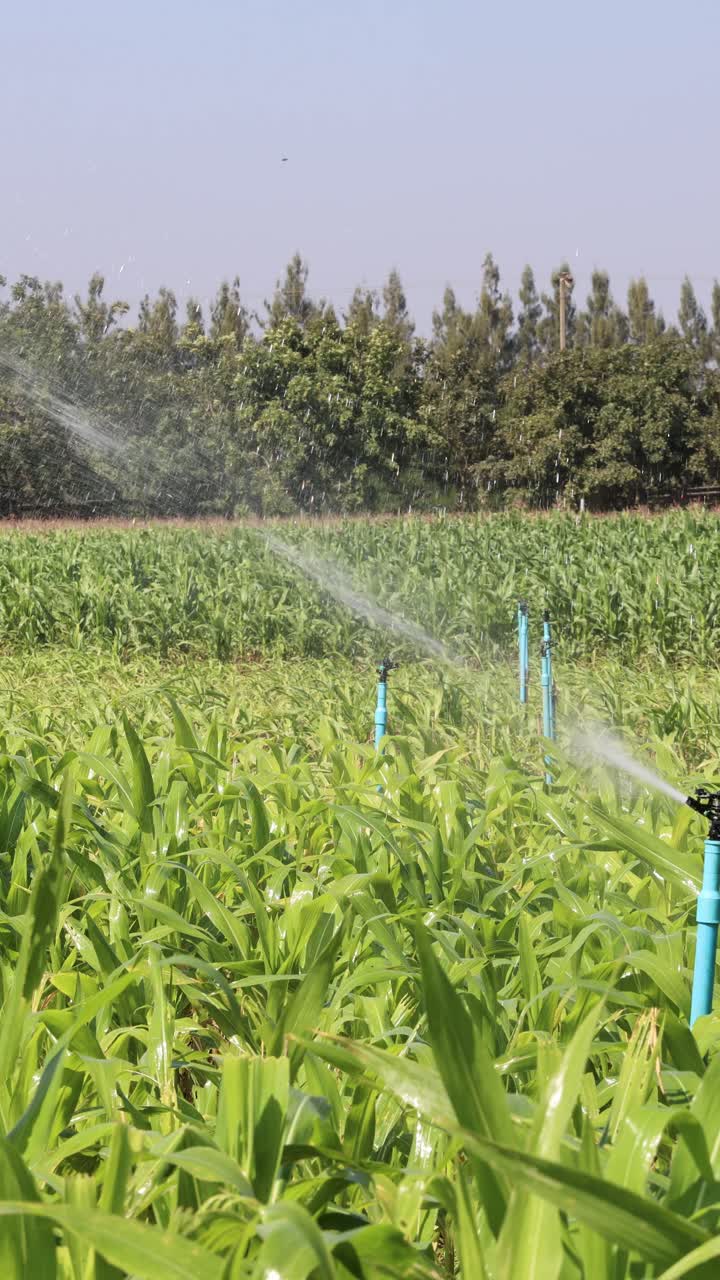 Irrigatori automatici irrigano rigogliose coltivazioni di mais verde sotto un cielo sereno, inquadratura statica ampia, illuminazione naturale.