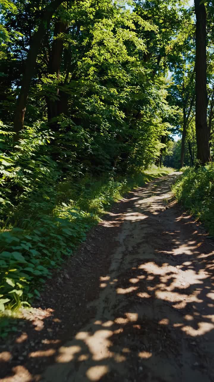 A serene forest path captured in a high-angle shot, showcasing lush greenery and dappled sunlight