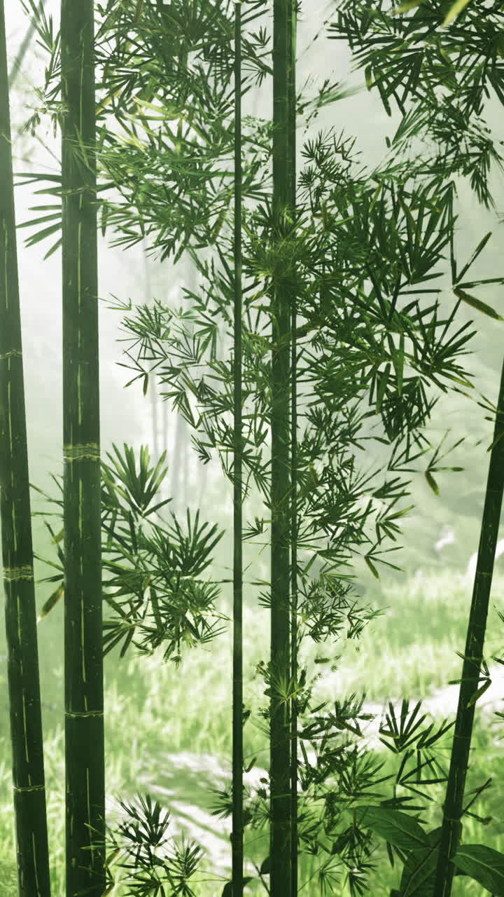 un denso bosque de bambú con niebla