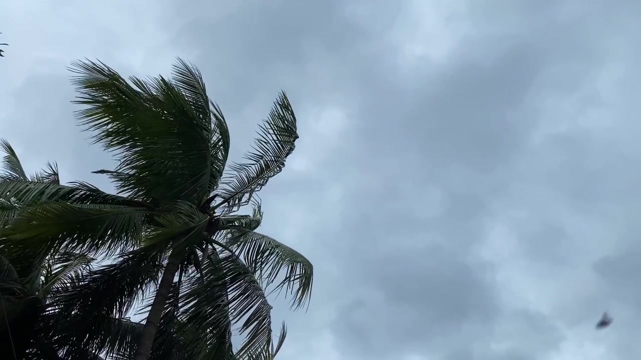 Palma da cocco che ondeggia al vento forte sotto un cielo tempestoso e coperto - ripresa dal basso