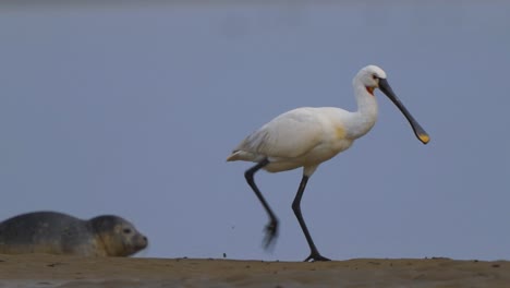 spoonbill walking on sand along the sea beach and passes a sea lion relaxing on windy beach shore at sunset