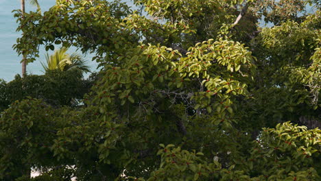 White-Dove-Birds-Perching-on-Banyan-Tree-Canopy-with-Distinct-Red-Berries,-Hawaii,-Tilt-Up