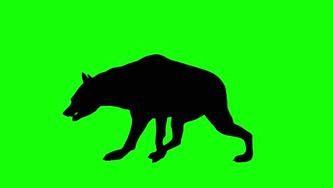 a silhouette of a hyena walking on green screen, side view