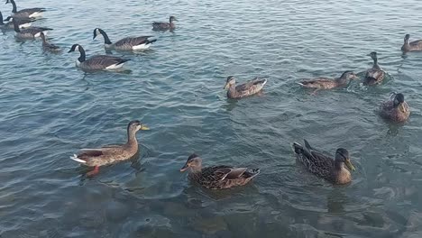 canada geese swim in the clear water, static