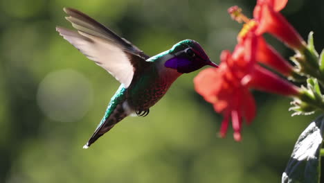 hummingbird in flight near red flowers
