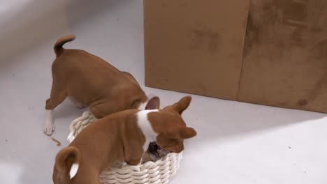 two puppy play in small white basket lay jump attack in slow motion