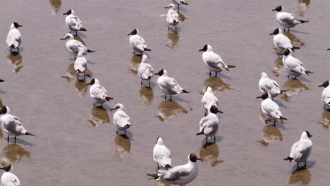 una colonia de gaviotas están disfrutando de la brisa del mar en la playa