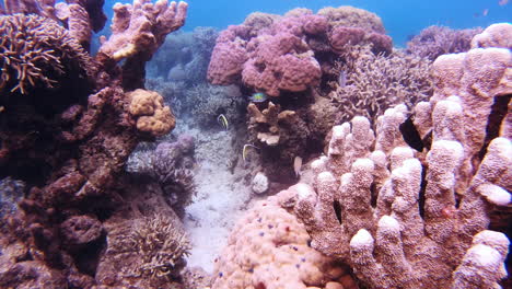la rica diversidad de vida marina del arrecife de coral