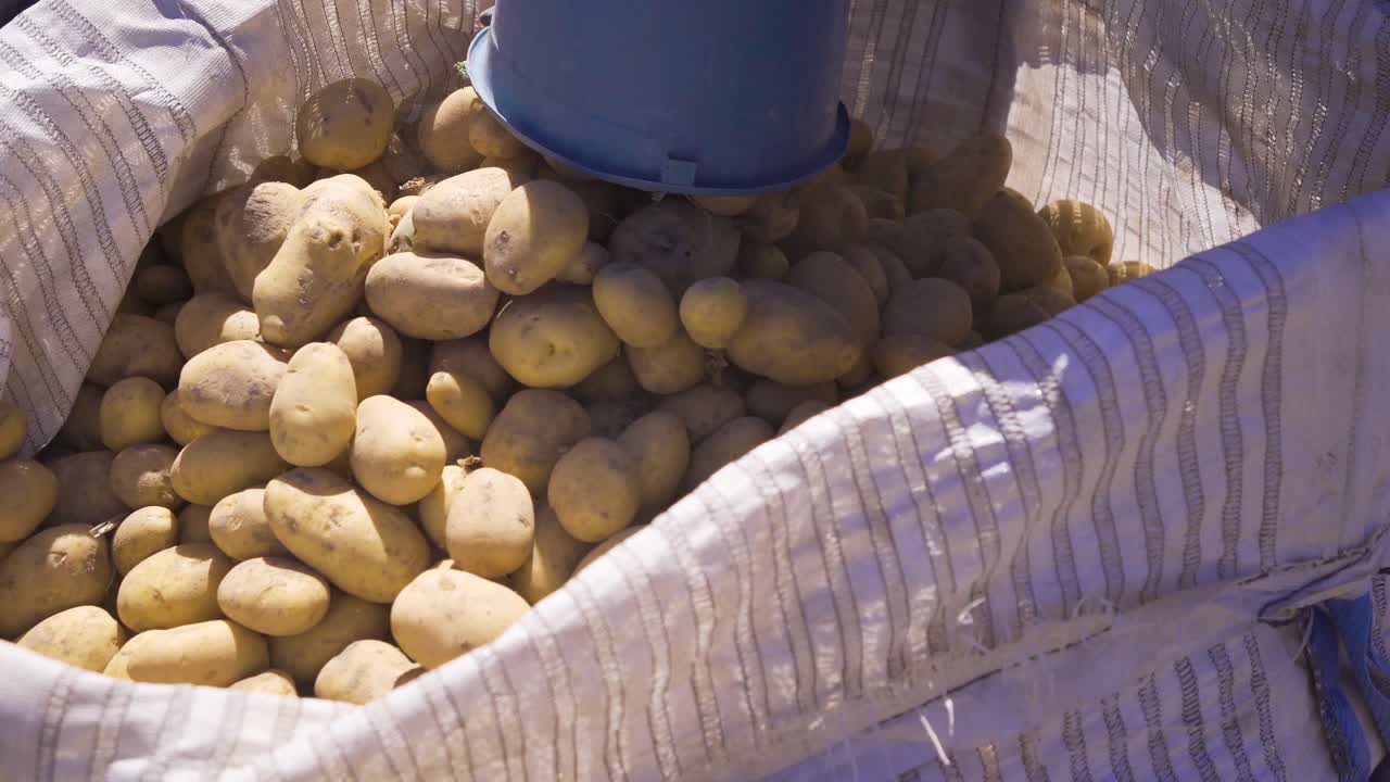 la cosecha de patatas, las patatas vaciadas en la bolsa.