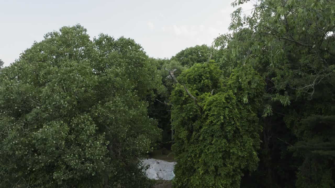 un halcón agita sus alas en la cámara