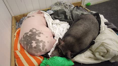 giant pet pigs sleeping together