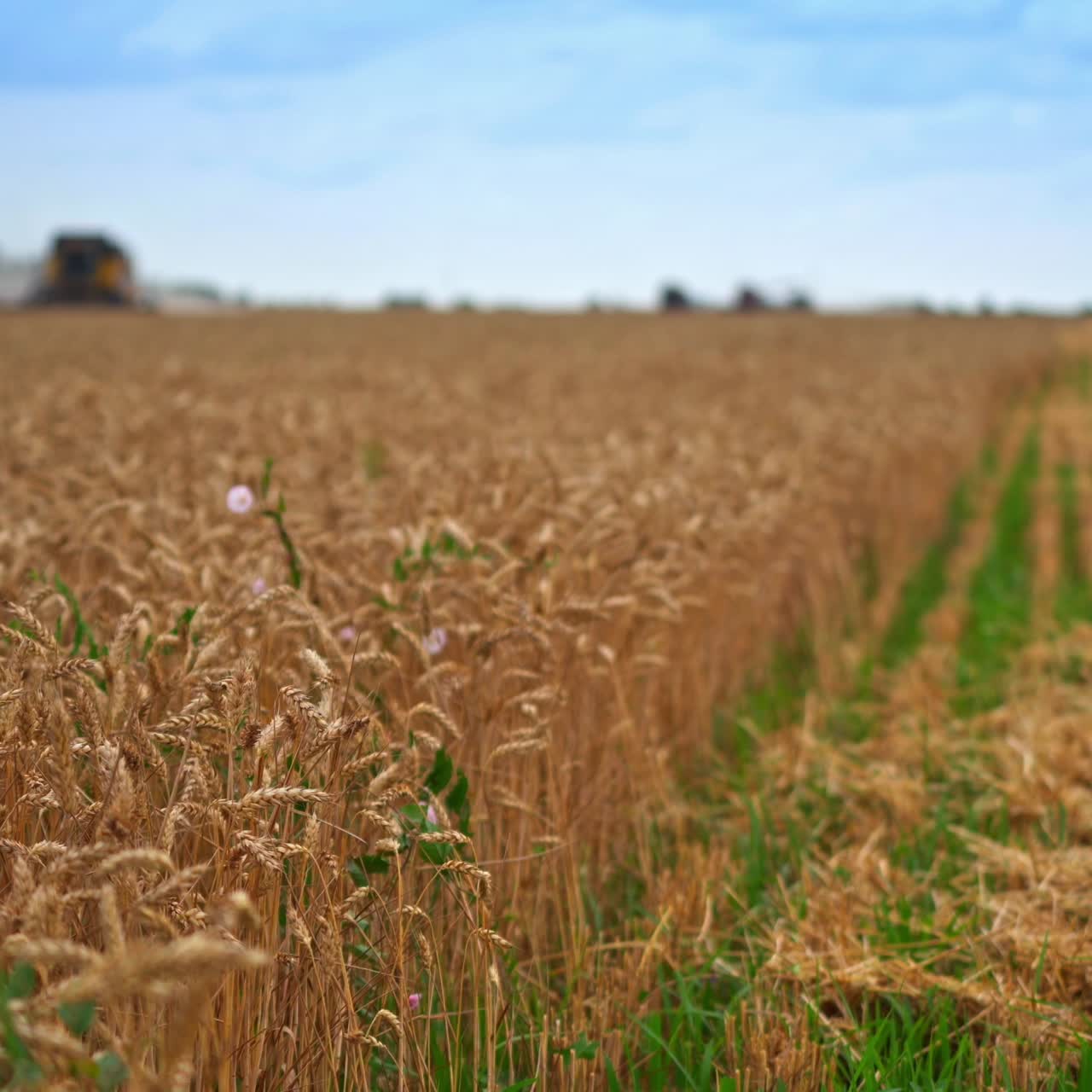 Wheat harvest ready to harvest. Wheat field ready to be harvested and transported