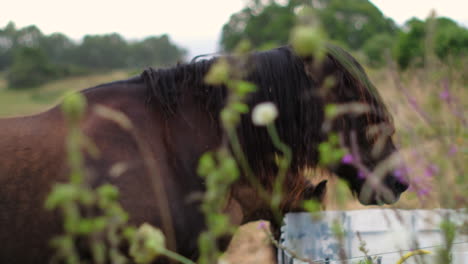 Un-Caballo-Negro-Solitario-En-Medio-De-Una-Exuberante-Flora-De-Pradera