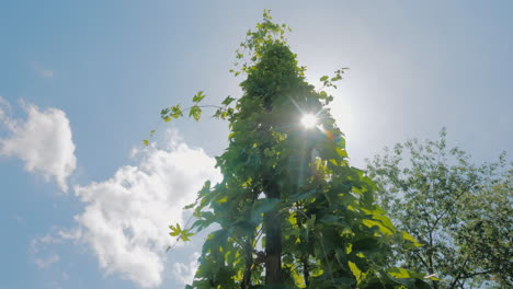 The-Sun-Shines-Through-The-Leaves-Of-Hops-On-A-Farm-Where-Brewing-Hops-Are-Grown