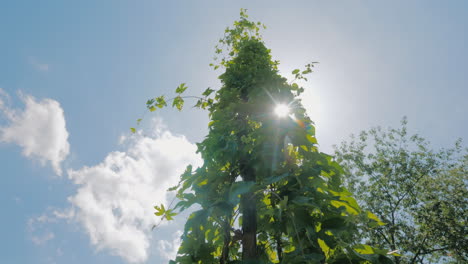 the sun shines through the leaves of hops on a farm where brewing hops are grown