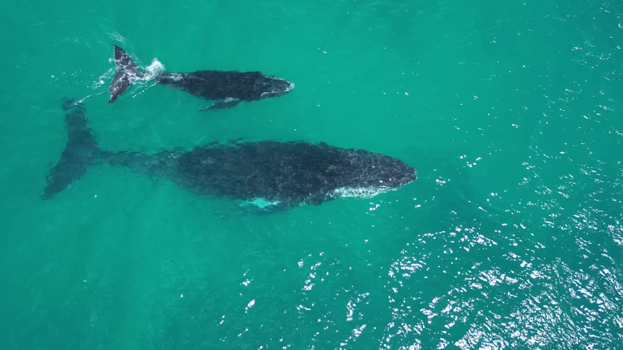 Humpback whale mother and baby swimming in transparent ocean waters
