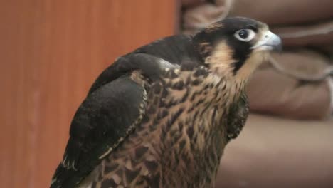falcon side view