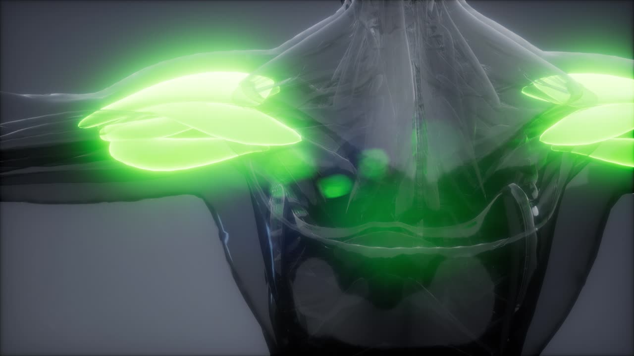 델토이드 - 눈에 보이는 근육 해부학 지도