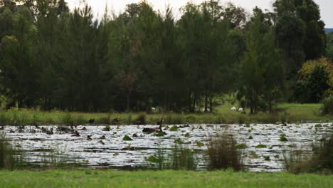 Black-swan-mill-amongst-the-lily-pads-of-a-pond