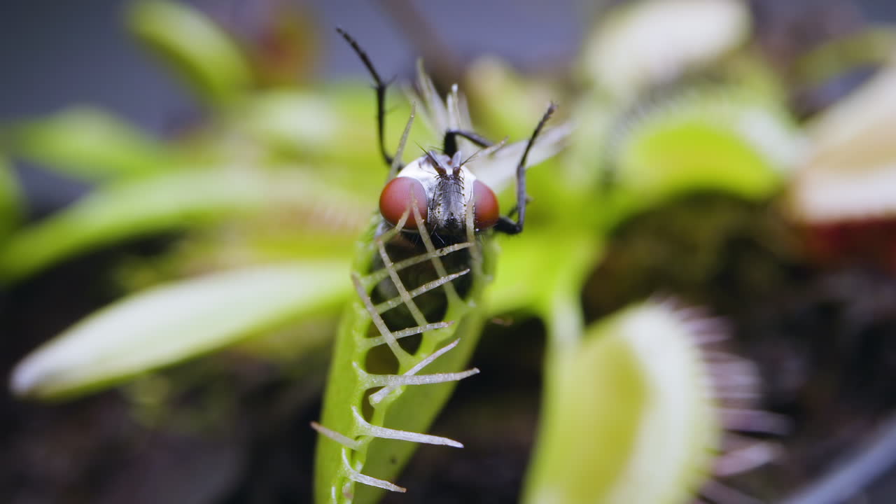 venus planta atrapamoscas con mosca doméstica atrapada