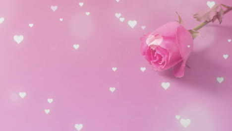 animation of falling hearts over pink rose