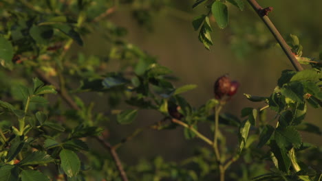 bud-of-spring-in-europe