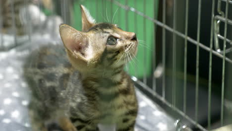 Looking-up-from-inside-its-kennel,-a-Bengal-cat-also-known-as-the-Cashmere-cat-is-displayed-in-a-zoo-in-Bangkok,-Thailand