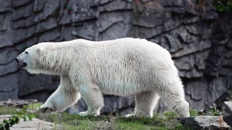 oso polar blanco caminando sobre rocas en el bosque salvaje - tiro de seguimiento