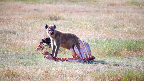 hyena with blooded mouth eating buffalo bone ribs with a vulture behind