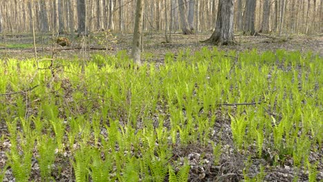 establishing shot of a forest in southern ontario, canada, wide shot pan right