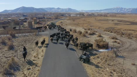 drone shot of cows being herded down a rural road by a cowboy and quad on a cold sunny day