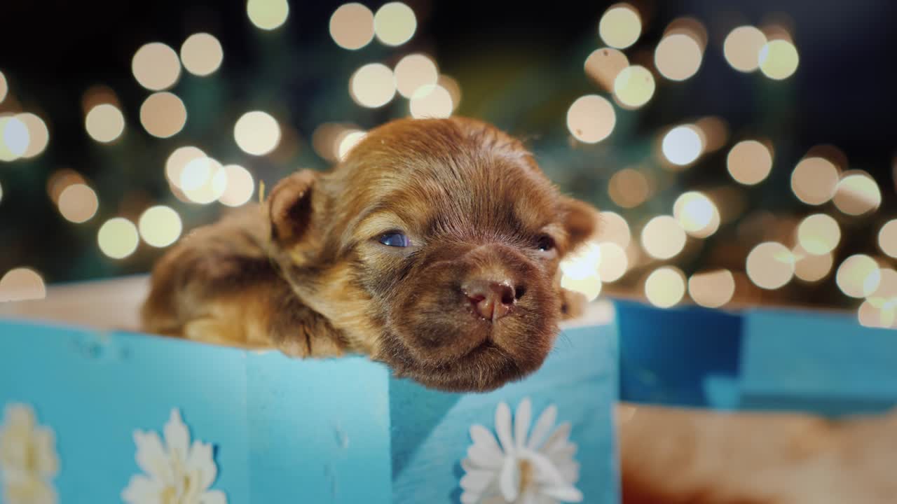 un lindo cachorro en una caja sobre un fondo de garlandas bokeh borrosas. concepto de regalo inesperado