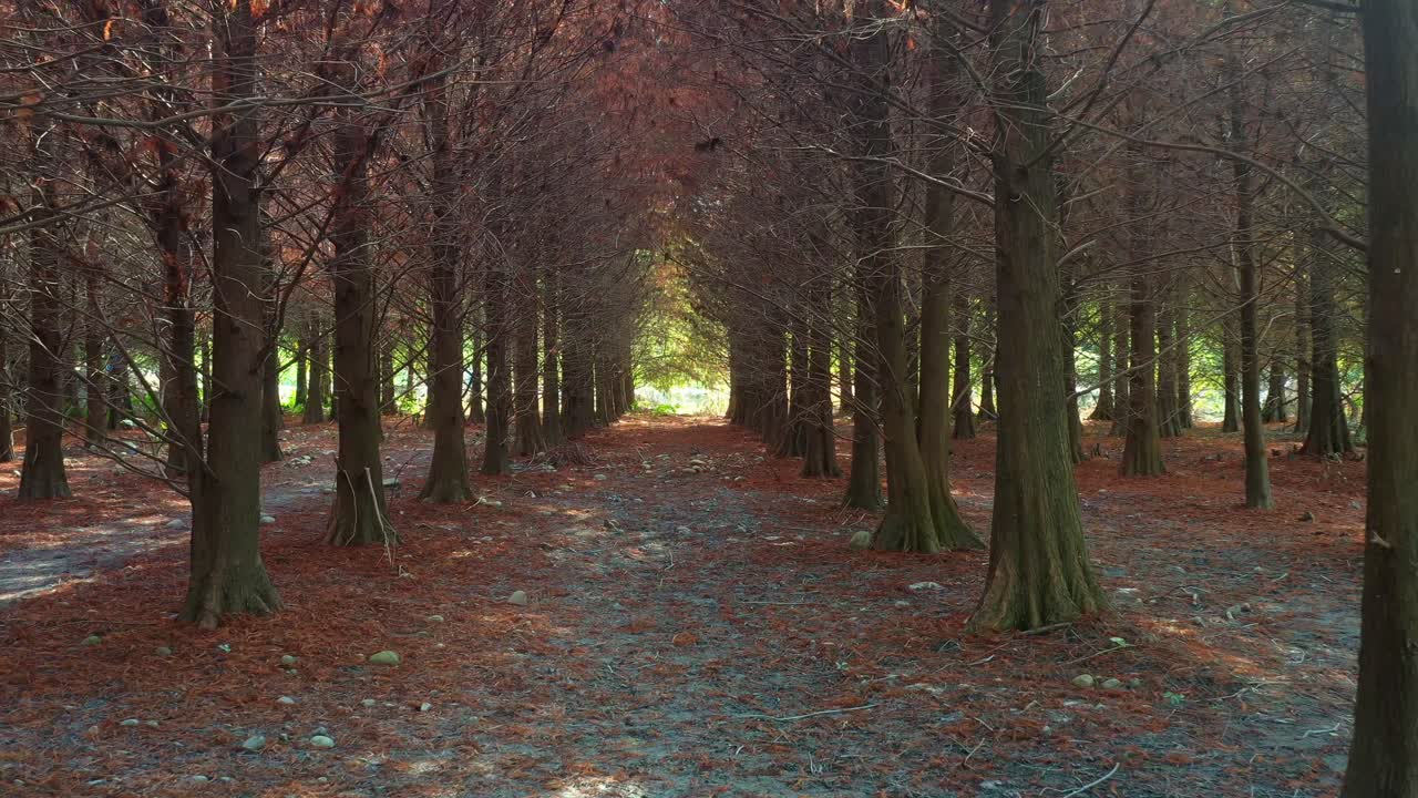 Drone fly along mysterious path of a Bald Cypress grove with reddish-brown needles covering the ground under a natural canopy of bare branches with sunlight filtering through deciduous conifer forests