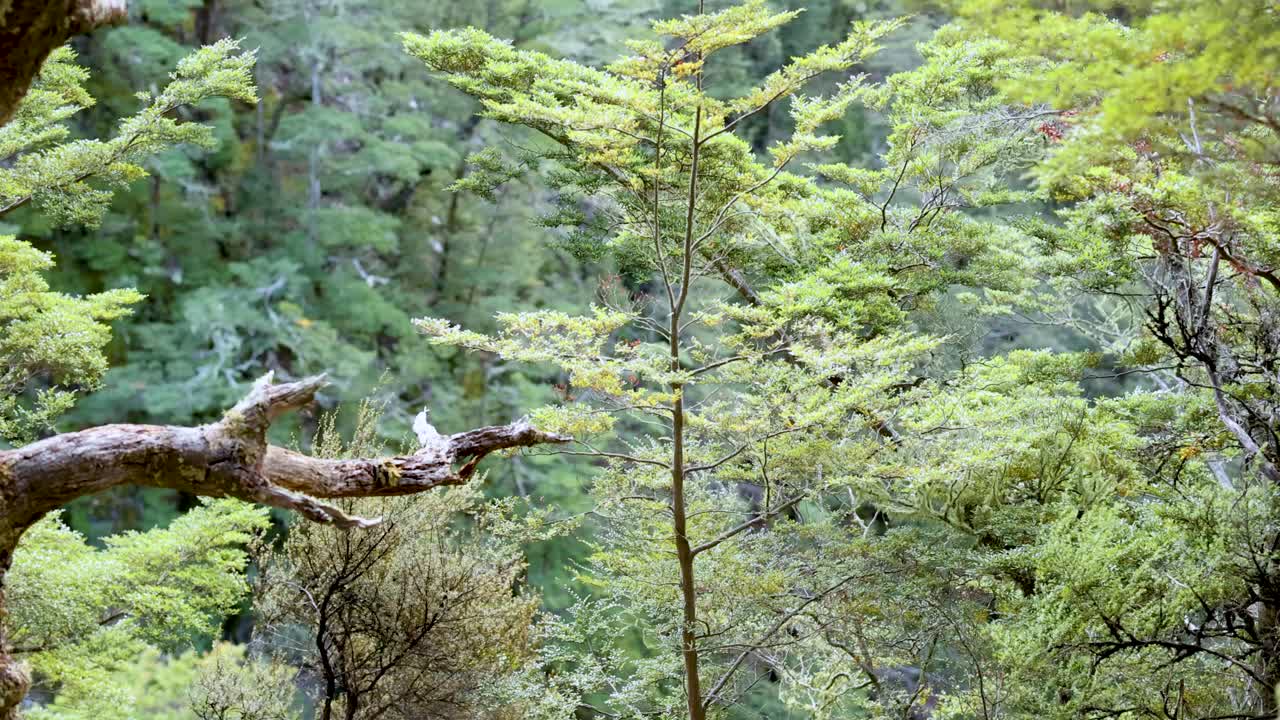 Steady camera captures moss-covered tree branch and dense green forest in soft natural daylight